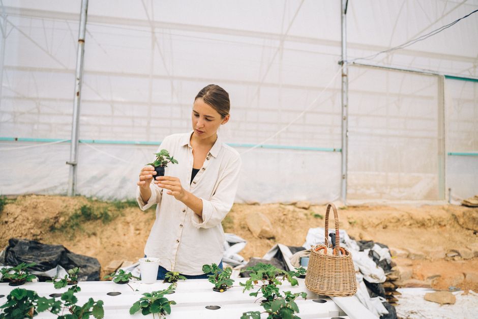 aquaponics kit