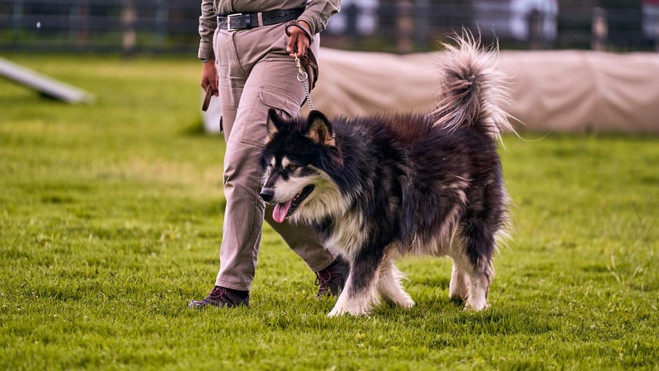 犬のしつけ教室で愛犬を育てる方法