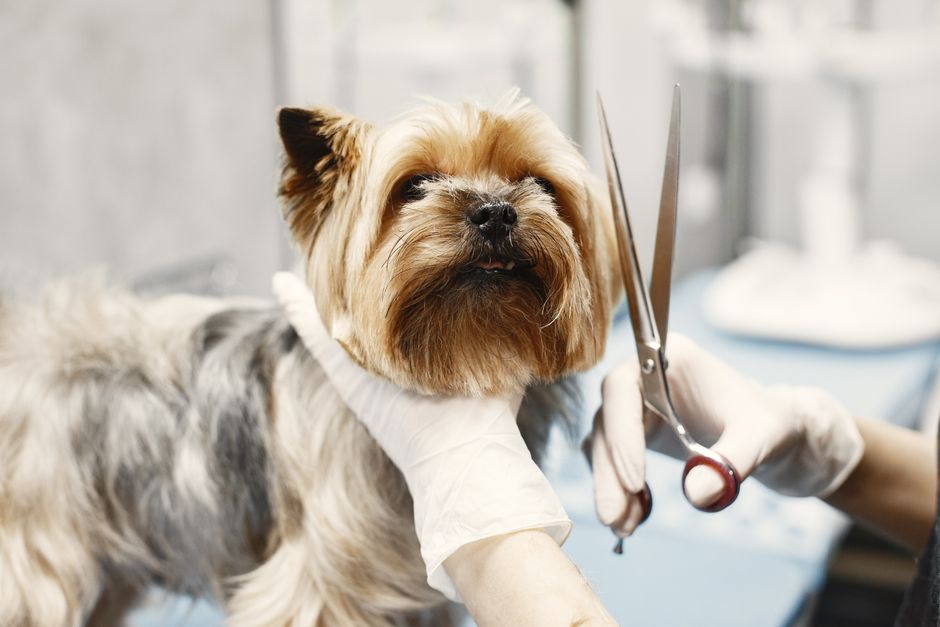 Encuentra la mejor peluquería canina cerca de ti