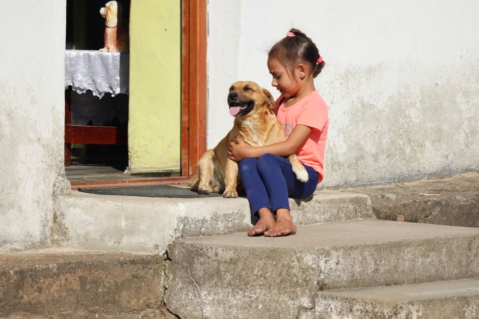 La Importancia del Seguro para Mascotas en la Sociedad Actual