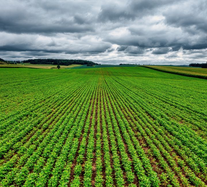 Understanding Crop Insurance: A Safety Net for Farmers