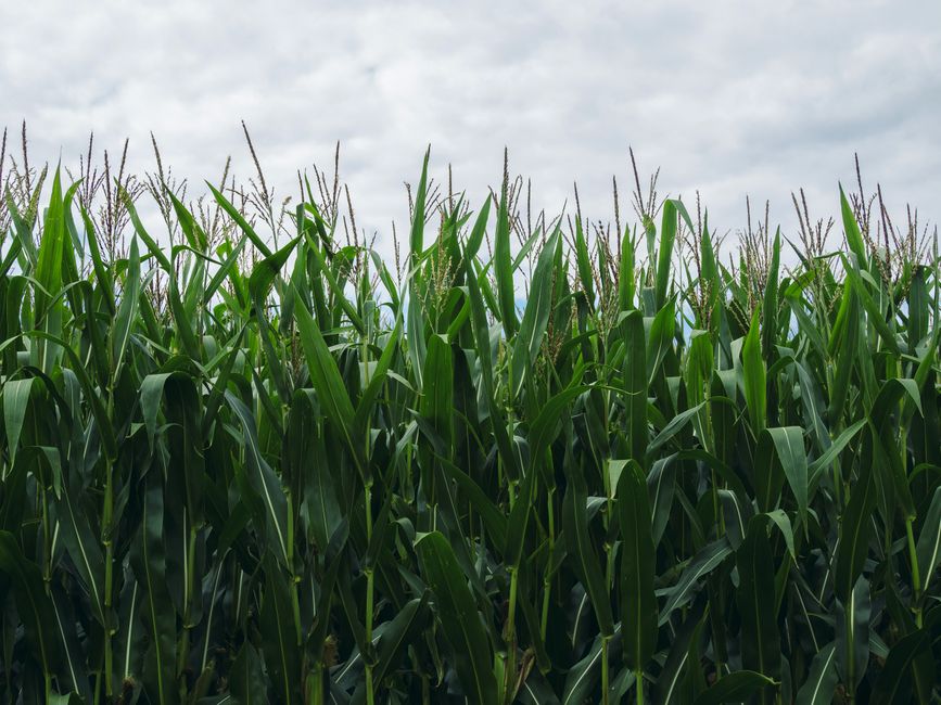 Understanding Crop Insurance: A Safety Net for Farmers