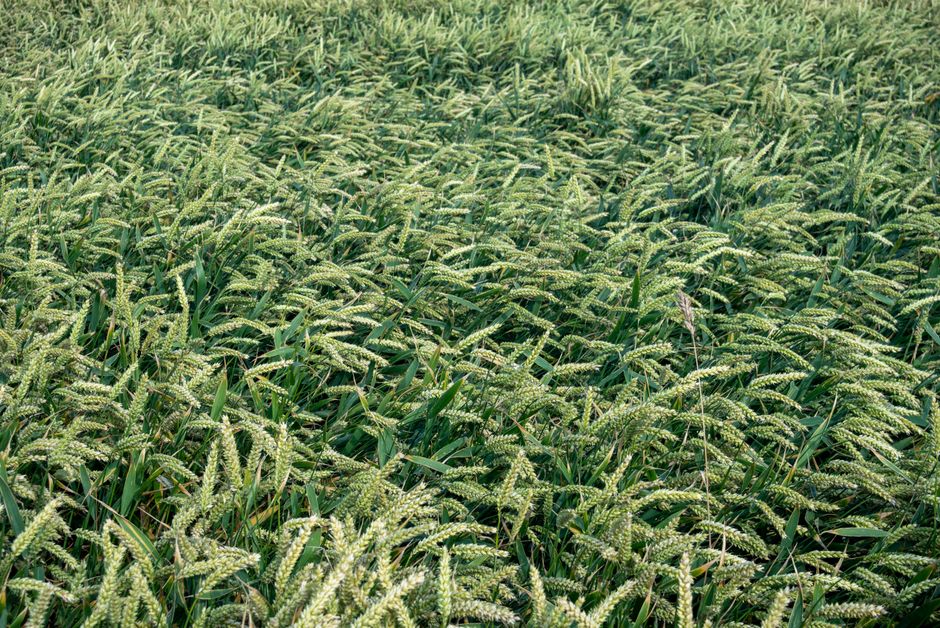 Understanding the Importance of Crop Insurance for Farmers