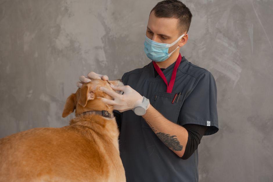 La importancia de elegir una buena clínica veterinaria en Reserva